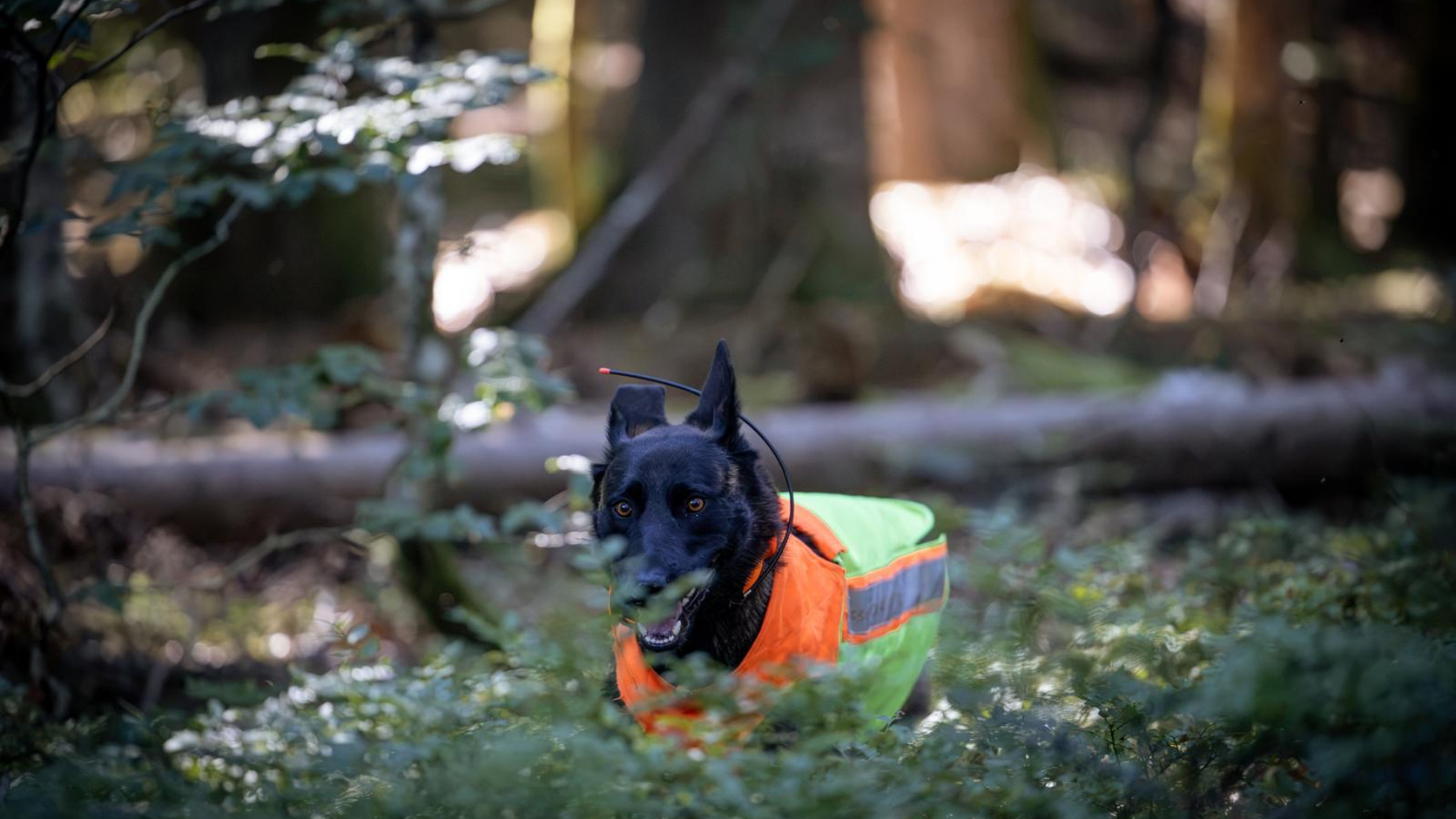 Deutsch Drahthaar bei konzentrierter Sucharbeit im Wald