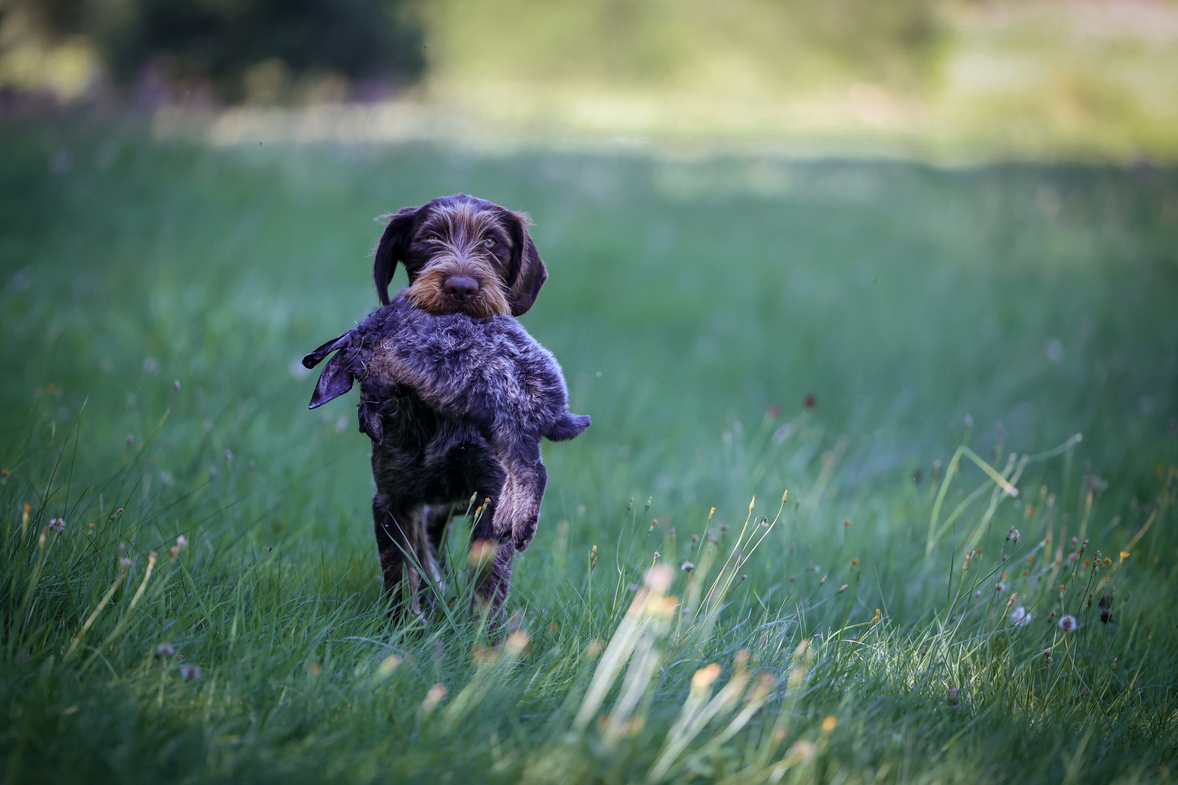 Jagdhund bei der Bringarbeit mit seinem Hundeführer im Revier